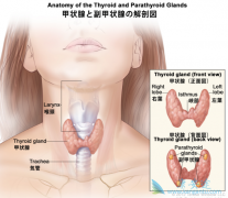 近年来甲状腺癌症发病率逐年上升