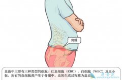 ЩȺܵѪϮ