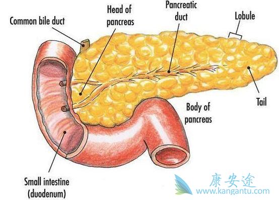 胰腺癌的治疗