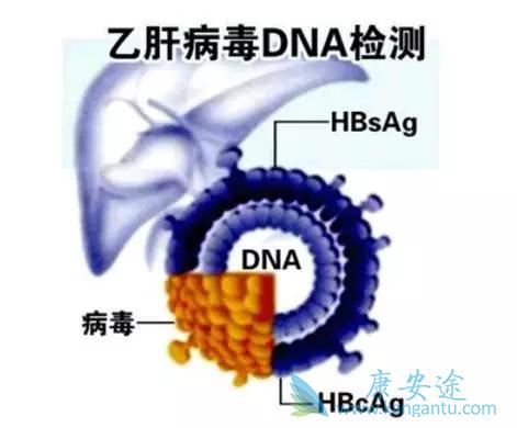 乙肝五项指标
