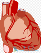 ʹò̹(Bosentan)ʹߵĹܱȶ