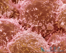 (Apatinib)500mgƷСϸΰô