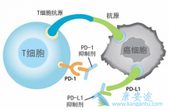 PD-1Ƽƺǲ˵Ч