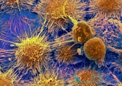 ķ(pembrolizumab)Чҩϸ