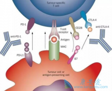 CTLA-4PD-1ƼǲǱȵһҩҪ