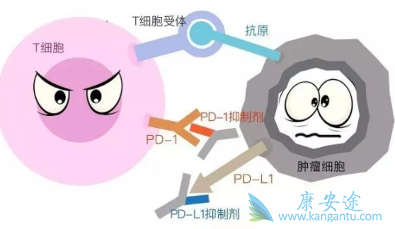 PD-1Ƽ