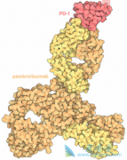 ʹPD-1(PD1)ϸֲӦ֢