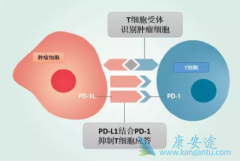 PD-1PD-L1岻õԭǻļ