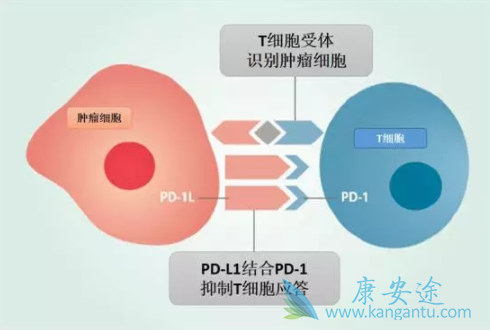 PD-1