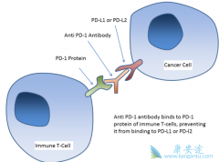 PD-1/PD-L1ƼΪƷð֢߳Ϊ
