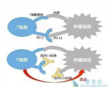 PD-1֮ʹöãPD-1ҩӦô죿