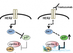 T-DM1HER2߱ķΰѴϣ