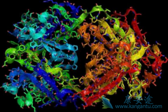 ҩT-DM1(Ado-trastuzumab)һ50%ĸ
