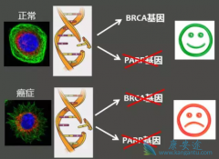 (Niraparib)ΪʲôBRCAͻ䰩ϸرЧ