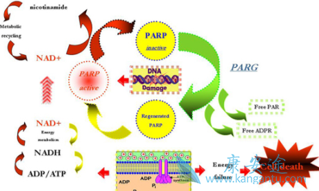 PARPƼ