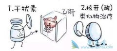 什么是乙肝病毒携带者？干扰素可以使用吗？