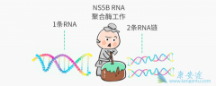 丙肝病毒影响大吗？丙肝抗体阳性是丙肝患者吗？